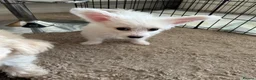 Bichon Frise dogs for sale: 2 Bichon Frise Boys – Vaccinated & Microchipped - Advert 2
