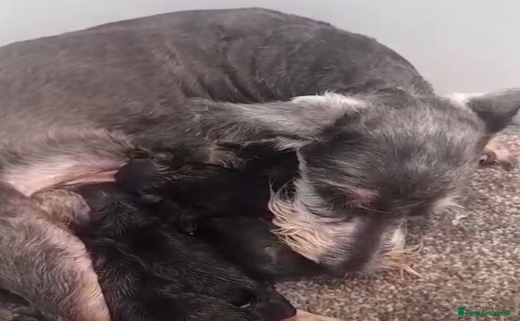 Miniature Schnauzer dogs - Advert 2