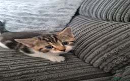 Mixed Breed cats for sale: Tabby kittens for sale - Image 8