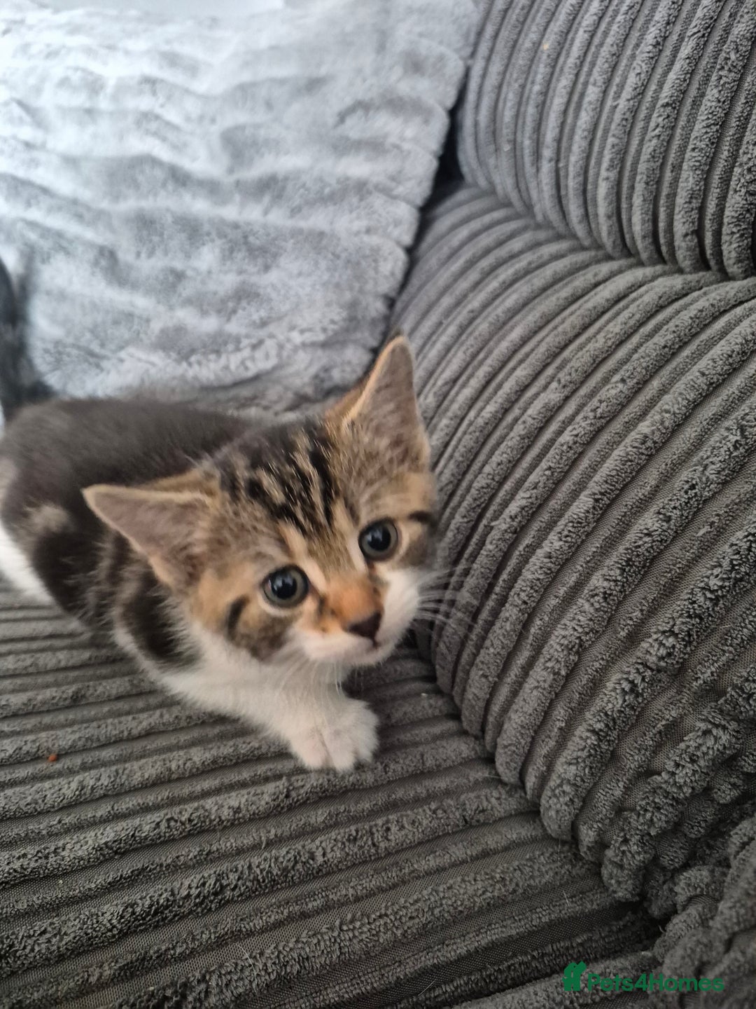 Mixed Breed cats for sale: Tabby kittens for sale - Image 8