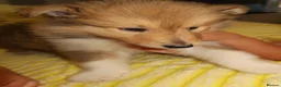 Rough Collie dogs for sale: Rough collie puppy for rehome  in Aldershot - Advert 2