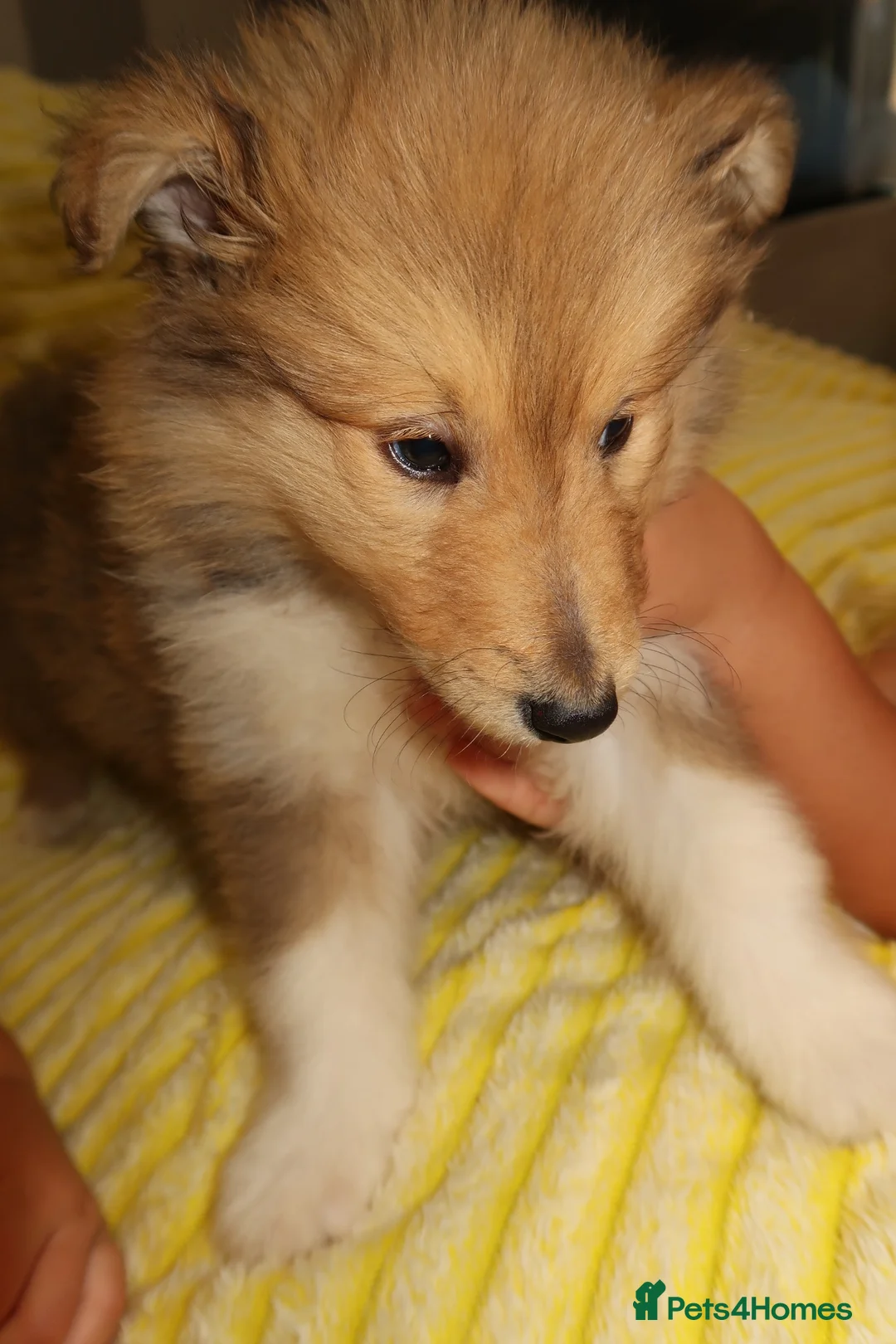 Rough Collie dogs for sale: Rough collie puppy for rehome  in Aldershot - Advert 2