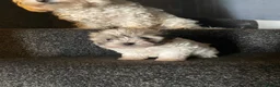 Maltipoo dogs for sale: Teddy bear multipoo puppy available - Advert 4