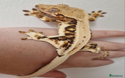 Gecko reptiles for sale: lily white crested geckos for sale - Image 5
