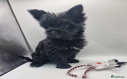 Yorkshire Terrier dogs for sale: Yorkshire Terrier puppies  - Image 1