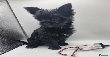 Yorkshire Terrier dogs - Advert 10