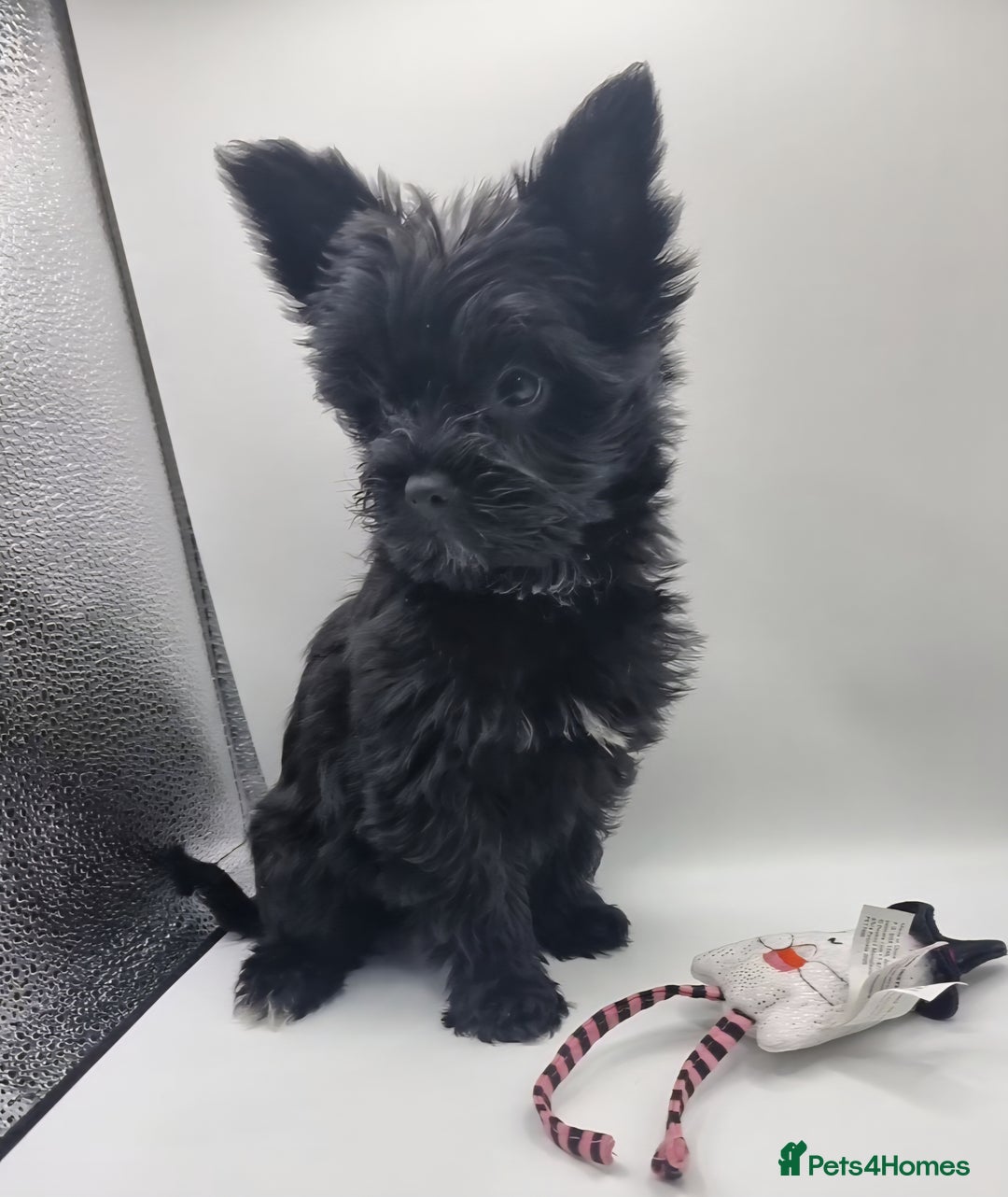 Yorkshire Terrier dogs for sale: Yorkshire Terrier puppies  - Image 1