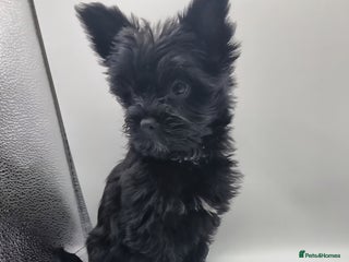 Yorkshire Terrier dogs - Advert 25