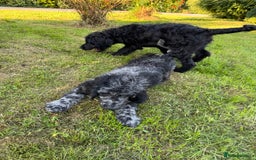 Goldendoodle dogs for sale:  F1b golden doodle puppies ready to go.  in Llandeilo - Image 21