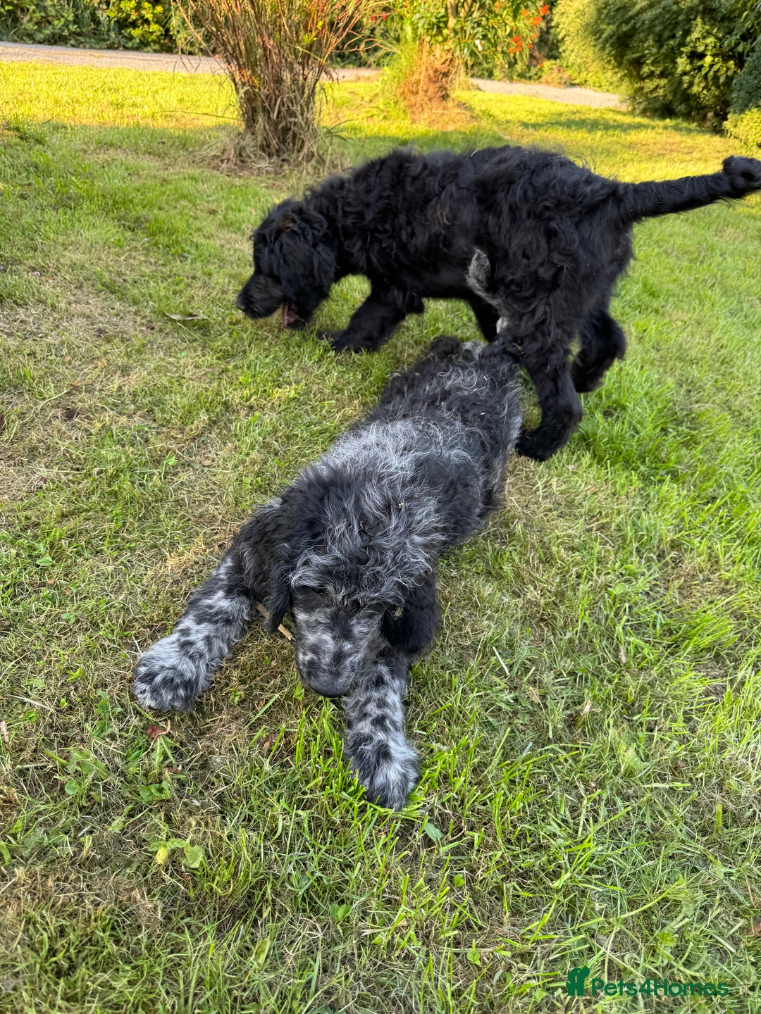 Goldendoodle dogs for sale:  F1b golden doodle puppies ready to go.  in Llandeilo - Image 21
