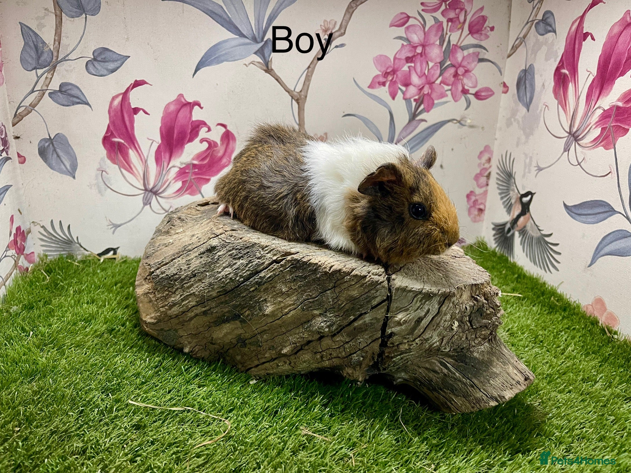 Guinea Pig rodents Female and male guinea pigs  - Advert 11