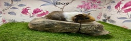Guinea Pig rodents for sale: Female and male guinea pigs  - Advert 11