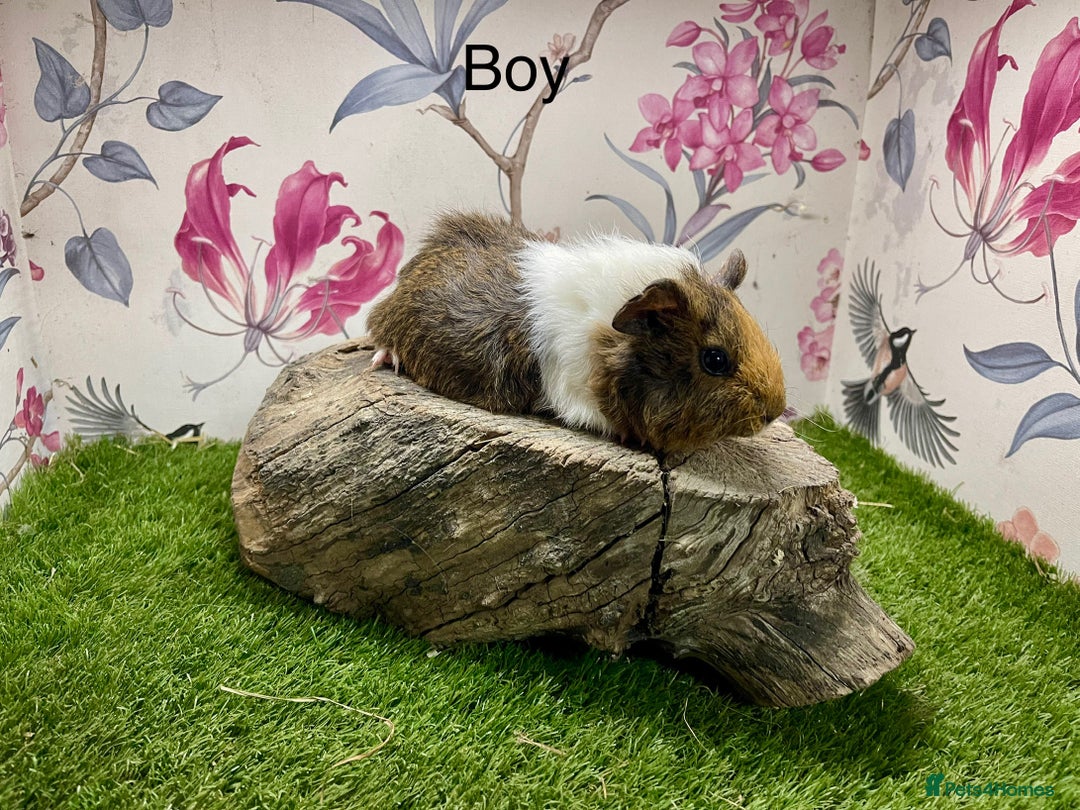 Guinea Pig rodents for sale: Female and male guinea pigs  - Advert 11