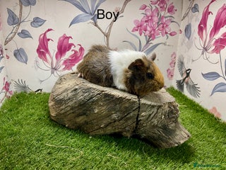 Guinea Pig rodents Female and male guinea pigs - Advert 12