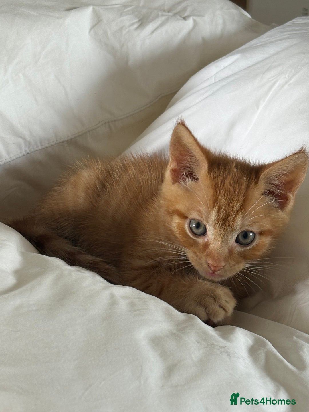 Maine Coon cats for sale: Kittens Half Maincoone  - Image 5