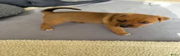 Jack Russell dogs for sale: Gorgeous Smooth-Coated Jack Russell Puppies 🐾 - Advert 6