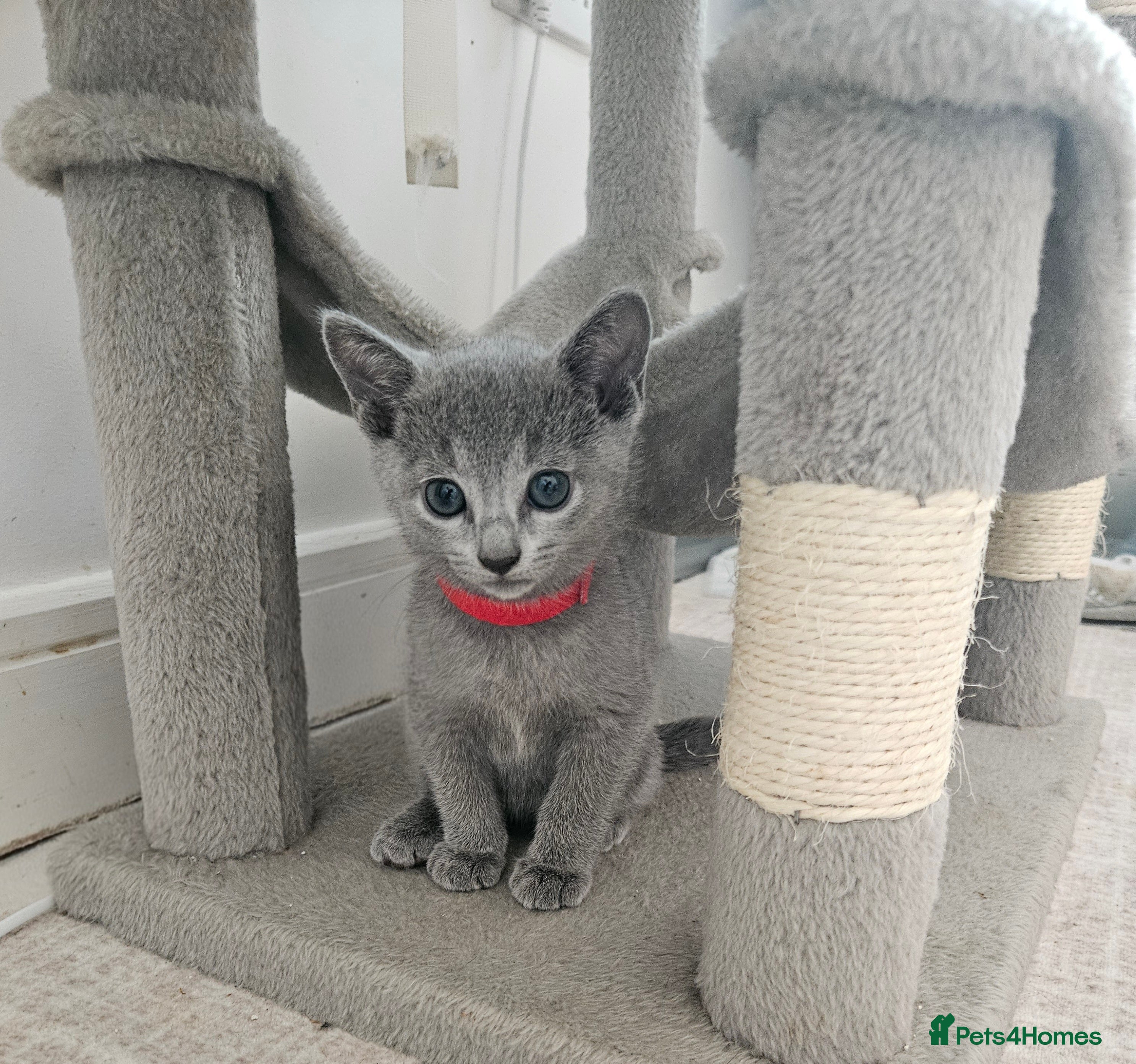 Russian Blue cats Russian Blue Kittens • TICA Lines - Advert 5