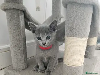 Russian Blue cats Russian Blue Kittens • TICA Lines - Advert 5