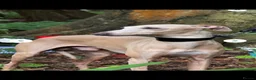Italian Greyhound dogs for sale: KC Italian greyhounds - Advert 2