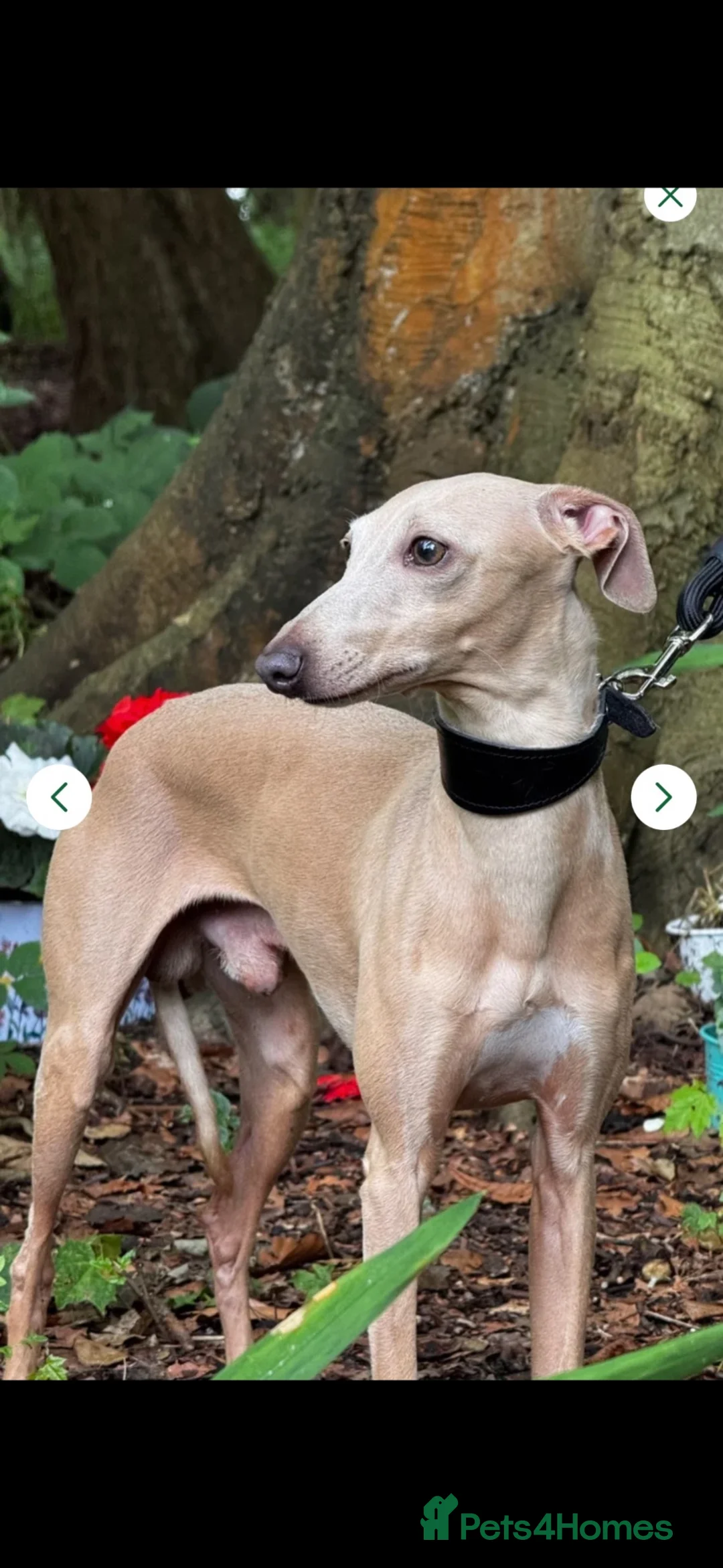 Italian Greyhound dogs for sale: KC Italian greyhounds - Advert 2