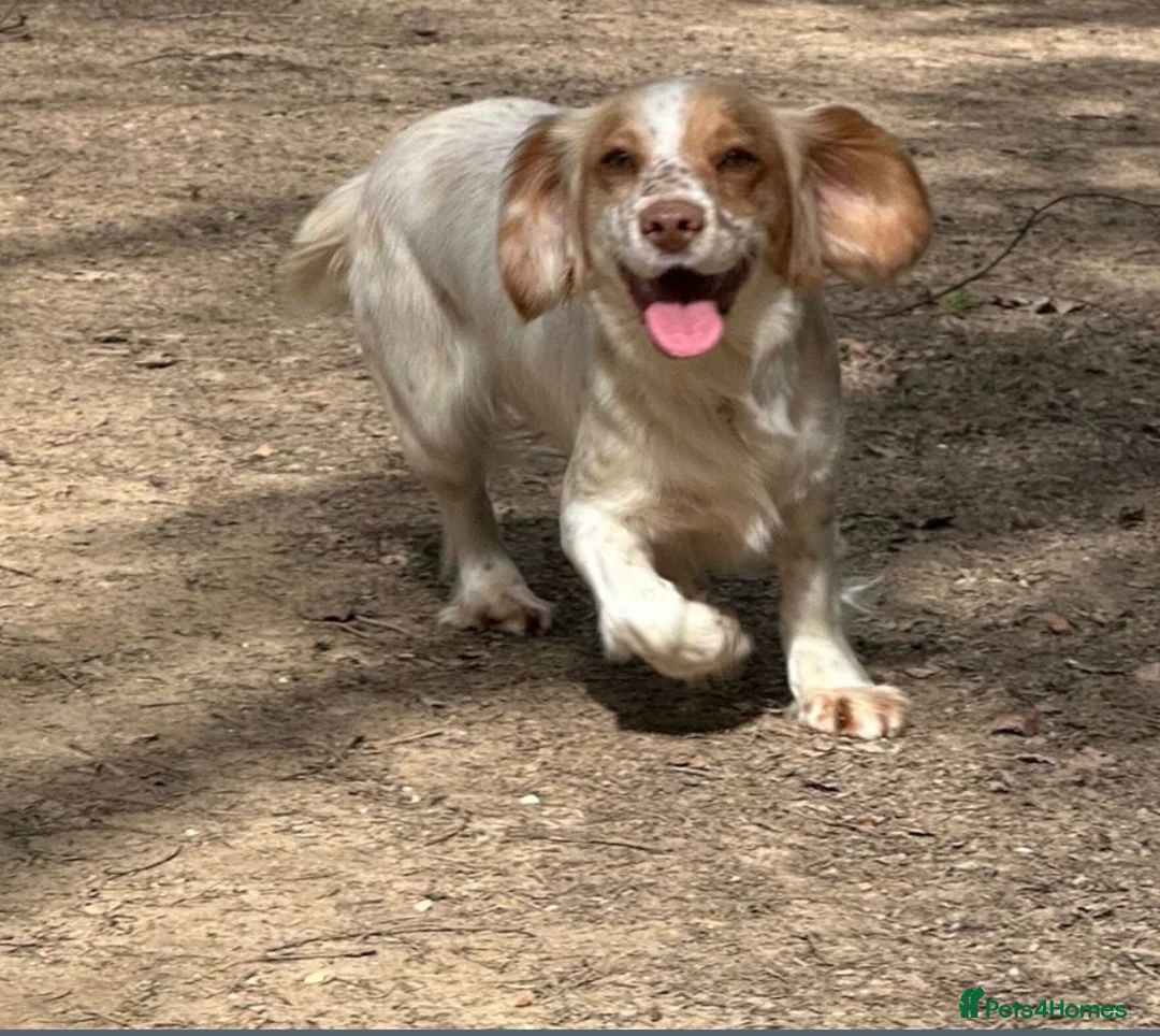 Cocker Spaniel dogs for sale: Cocker spaniel puppy’s  - Advert 1