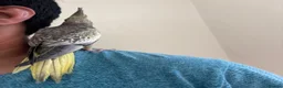 Cockatiels birds for sale: Beautiful young  friendly cockatiels  - Advert 8