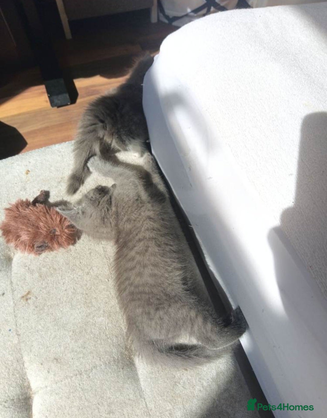 Mixed Breed cats for sale: BSH cross Ragdoll kittens - Advert 3