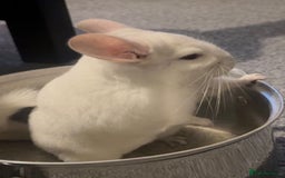 Chinchilla rodents for sale: Beautiful boy looking for his forever home. - Image 2