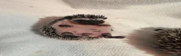 Pygmy Hedgehog rodents for sale: African Pygmy hedgehog babies for sale in Redruth - Advert 7