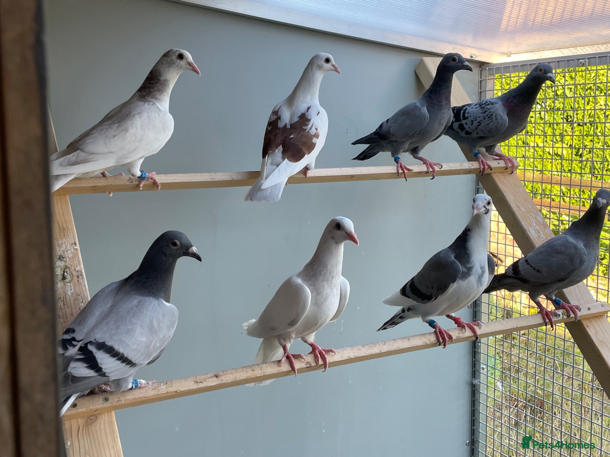 Pigeons birds 2026 Young Racing Pigeons  - Advert 2