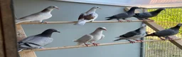 Pigeons birds for sale: 2026 Young Racing Pigeons  in Chesterfield - Advert 1