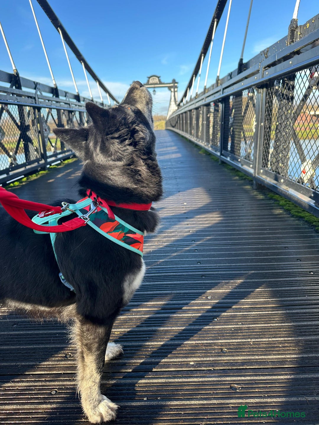 Mixed Breed dogs for adoption: ❤️Zara: kind, loving & well-balanced Husky cross❤️ - Advert 5