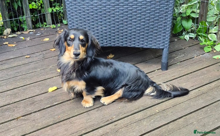Miniature Dachshund dogs in Monmouth - Advert 18