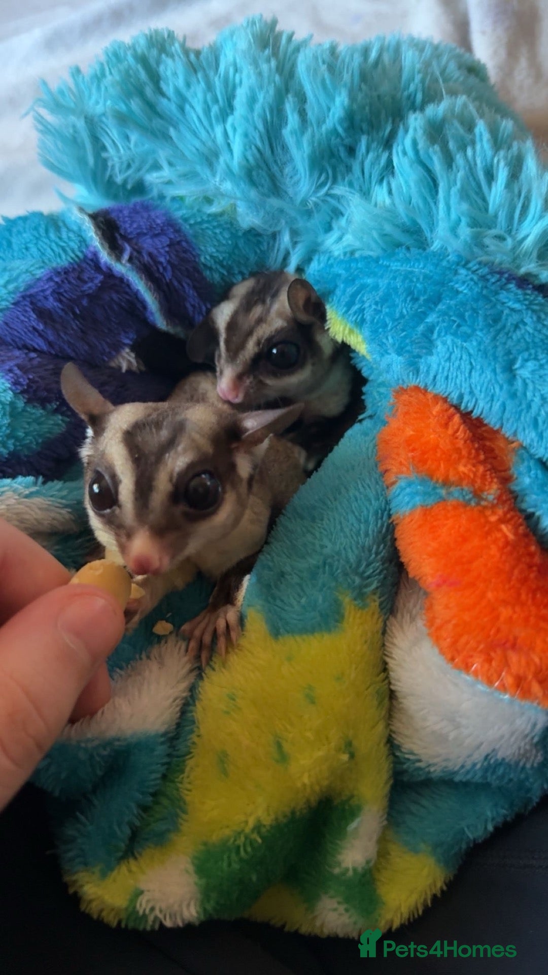 Sugar Glider rodents Two male bonded sugar gliders - Advert 3