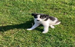 Mixed Breed dogs for sale: Collie x Huntaway - Image 17