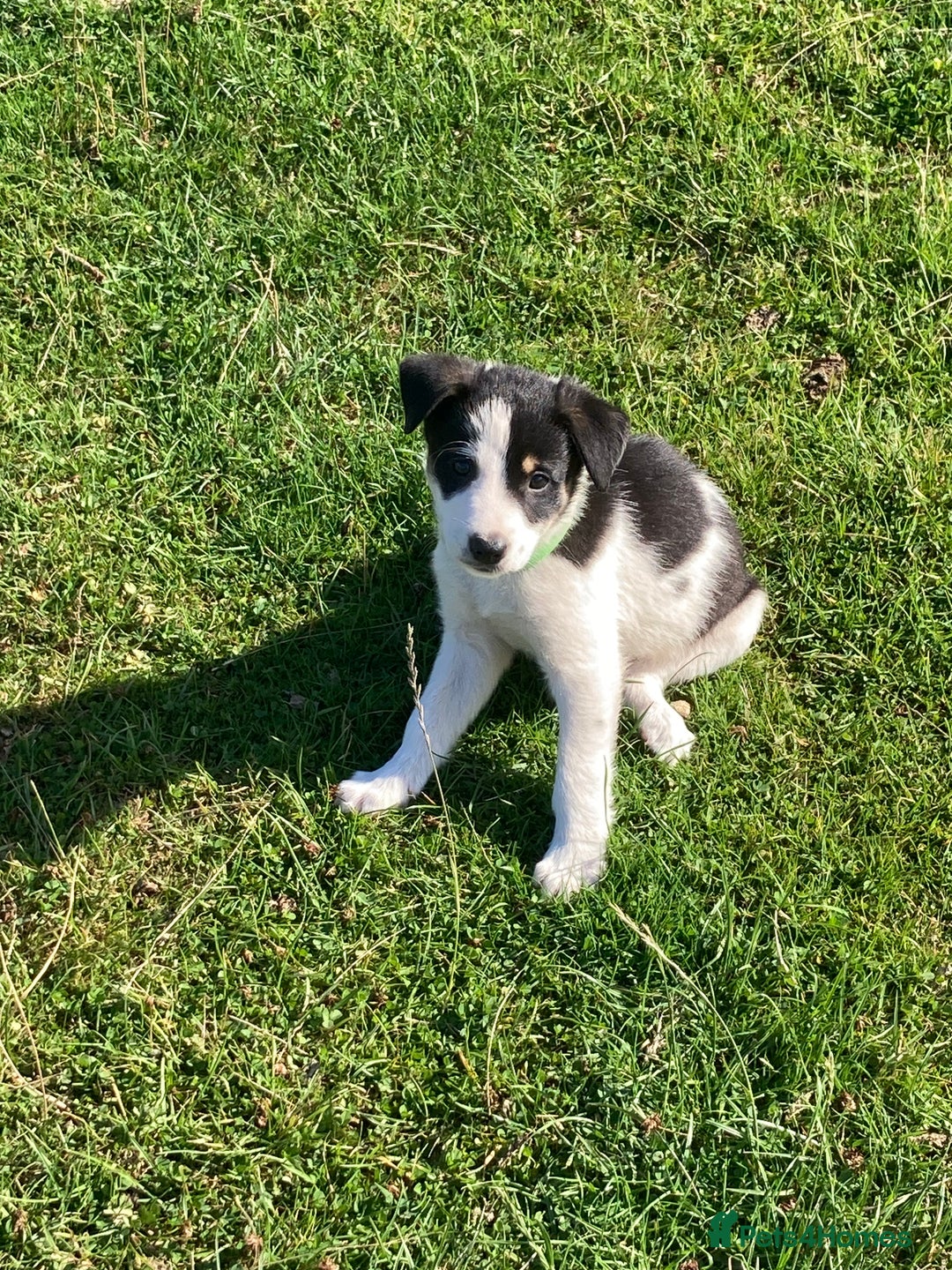 Mixed Breed dogs for sale: Collie x Huntaway - Image 17