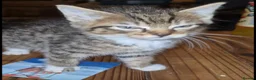 Mixed Breed cats for sale: Bengal x maincoon - Advert 8