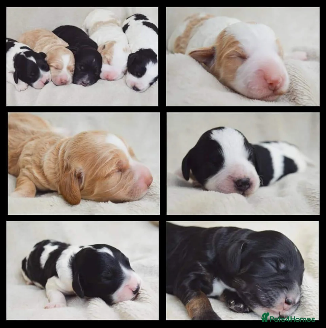 Poodle dogs for stud: KC registered/health tested Poodle studs in Bolton - Advert 9