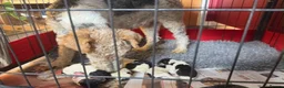 Fox Terrier dogs for sale: 5 X Beautiful Wire Fox Terrier Puppies - Advert 10