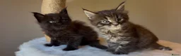 Maine Coon cats for sale: Now 2 TICA Registered Mainecoon kittens  - Advert 9