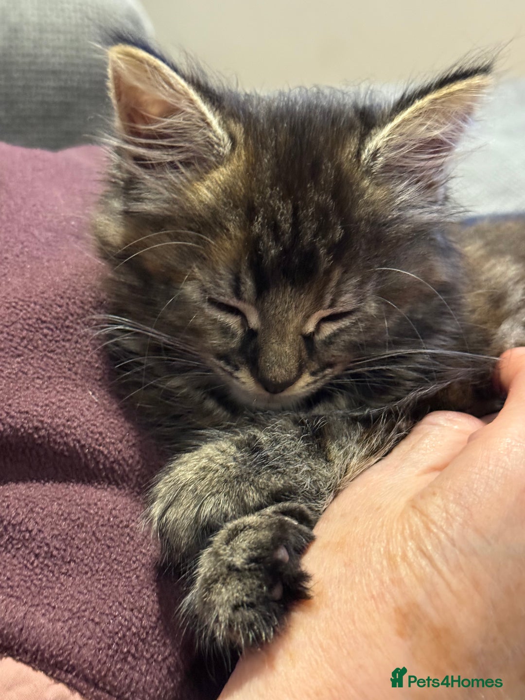 Mixed Breed cats for sale: 🐾 Beautiful 3-Month-Old Female Kitten – Luna 🐾 - Advert 7