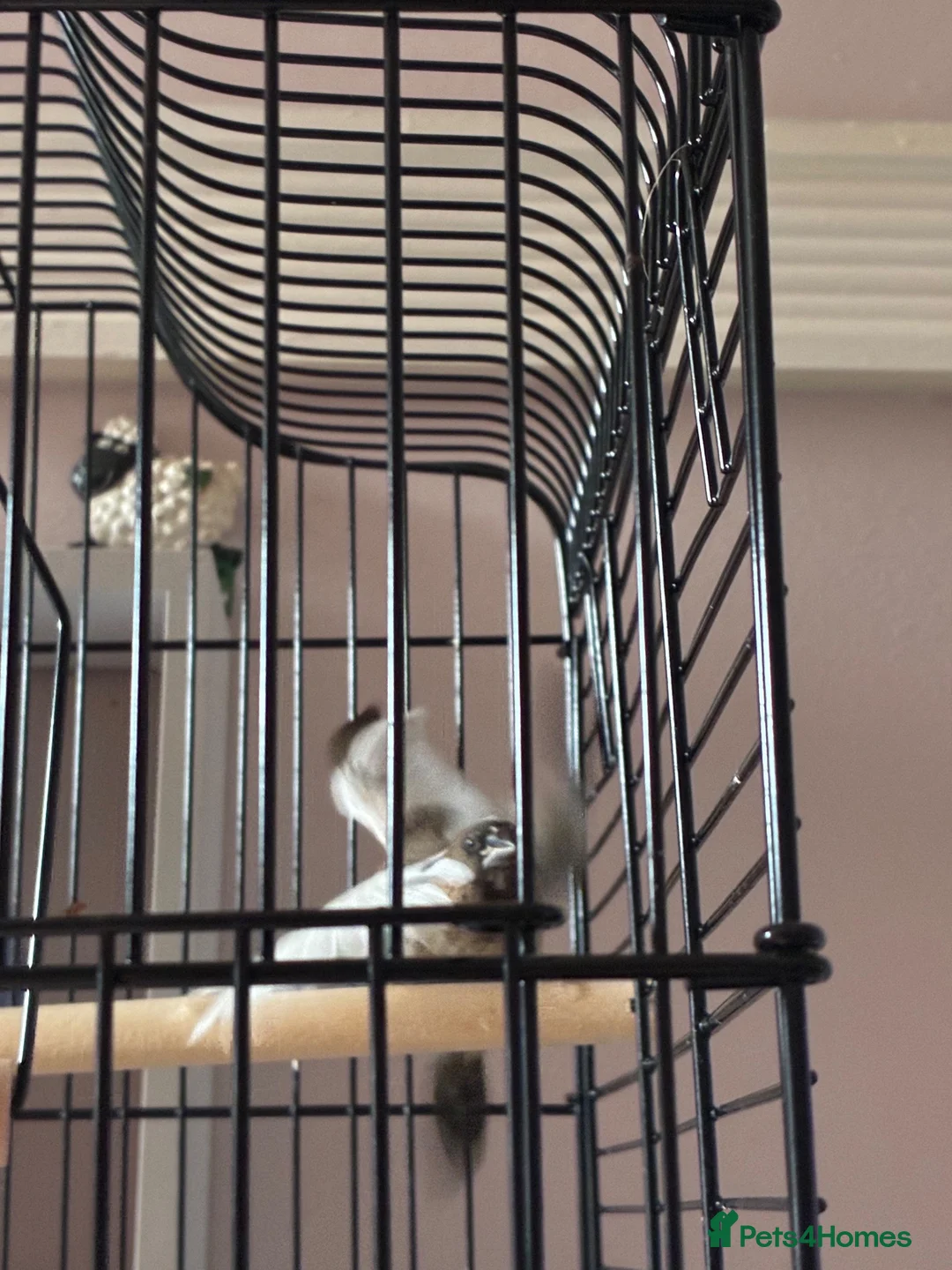 Finches birds for sale: Bengali’s finches x 3 in Blackpool - Advert 8