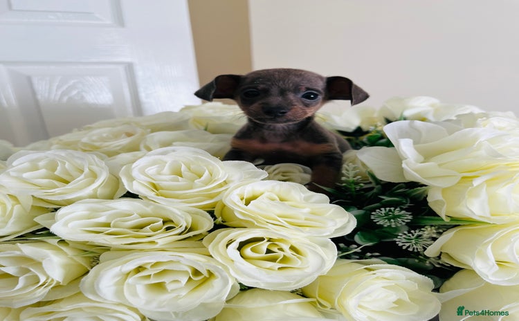 Miniature Dachshund dogs - Advert 11