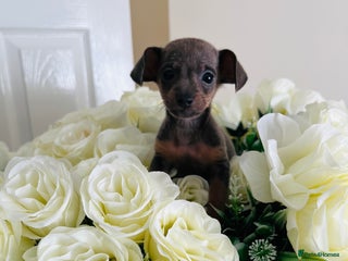 Miniature Dachshund dogs - Advert 28