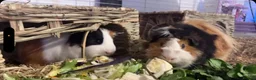 Guinea Pig rodents for sale: 2 Guinea Pig, both male - Advert 1