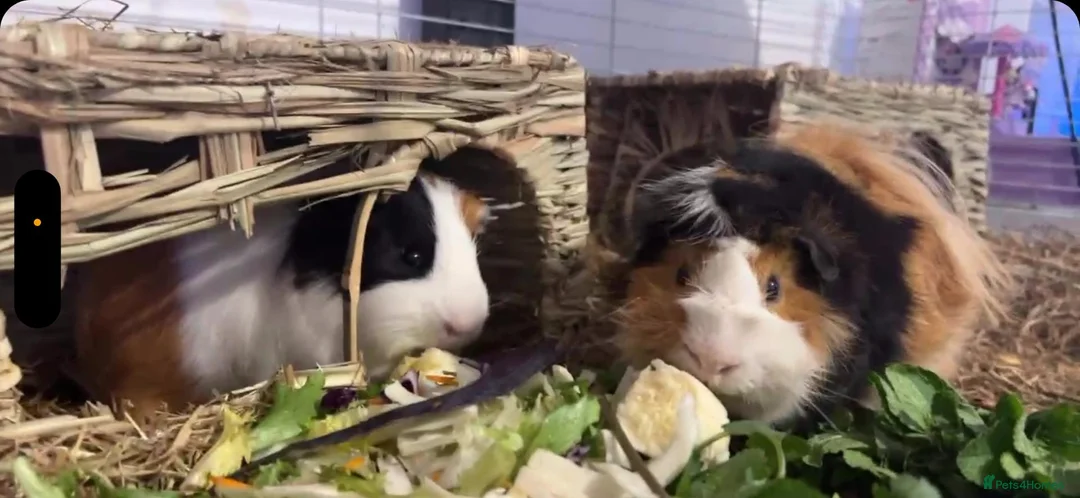 Guinea Pig rodents for sale: 2 Guinea Pig, both male - Advert 1