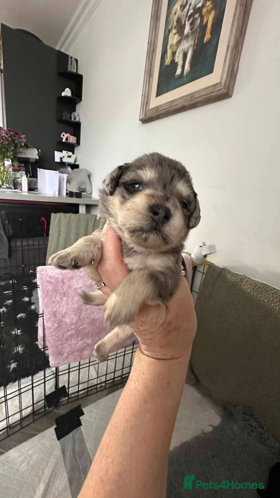 Schnoodle dogs for sale: Rare Schnoodle Babies - Advert 2