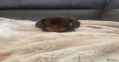 Miniature Dachshund dogs - Advert 1