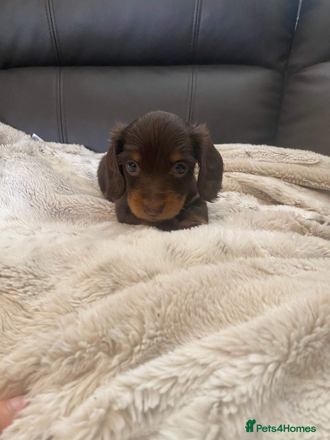 Miniature Dachshund dogs for sale: Longhaired miniature dachshund  - Image 2