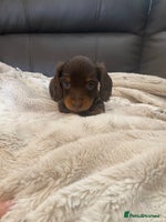 Miniature Dachshund dogs - Advert 5